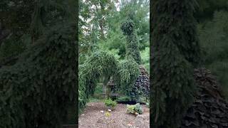 A wonderful day exploring conifers at Wayne & Missy Galloway’s conifer heaven garden! #conifers