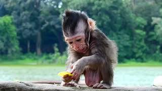 This baby monkey so adorable