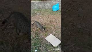 This street cat gets food from some kind souls. Thank God 🙏