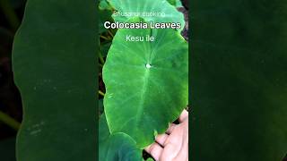 colocasia Leaves | kesu ile #shorts # bhusanur cooking #gardening