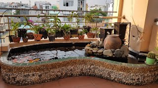 Introduce Koi Pond 1000L on Balcony With DIY Filter | Tổng Thể Hồ Koi Với Lọc Tự Chế trên Ban Công