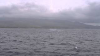 Humpback Mother Teaches Adorable Calf