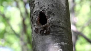 Wildlife - Parco naturale Prealpi Giulie