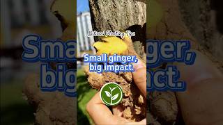 Small ginger,Big impact #plants #shortvideo #youtubeshorts #garden #howto #viralvideo #agriculture