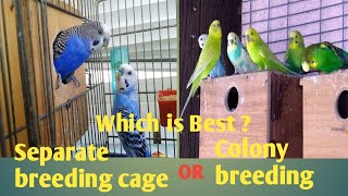 Which is Best ? Separate breeding cage or colony breeding