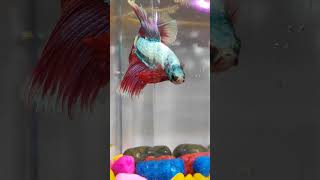 Betta fish ❤️❤️❤️