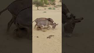 fighting with each other donkeys #ytshortsvideo #donkeyfarm #animals #cuteanimals #ytshorts