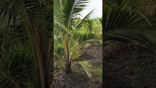 Dừa vàng lá do ảnh hưởng từ đất nhiễm phèn #võ_quang_sơn #shortvideo #trendingshorts #coconut