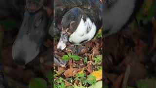 Daily Duck Diary with Ralphie! #florida #floridawildlife #nature #ducks #subscribe #duck #birding