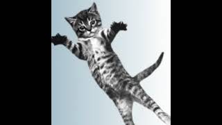 cat dance