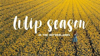 TULIP SEASON IN HOLLAND