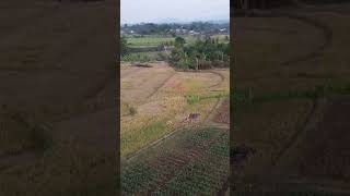 CINEMATIC DRONE ‼️♥️ Musim Kemarau,semoga petani di berikan kesabaran 🤲#shorts10k #shorts