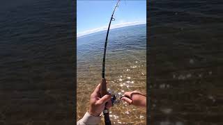 Structure + sand = FLATHEAD! #flathead #fishing #fishingtips #fishingvideo #fishinglife #fishingtrip