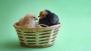 CUTE CHICKENS | GREEN SCREEN EFFECT VIDEO