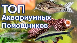 Топ аквариумных помощников