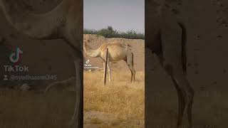 Camels