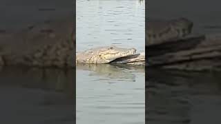 Alligator in the lake #shortfishing #outdoor #adventure #fish #shorts #alligator