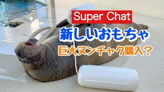 《鳥羽水族館》YouTubeライブの収益でポウちゃんに新しいおもちゃを購入しました！