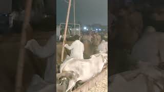 Unloading 😱 #2024 #bakraeid #cattlemarket #cowmandi #cow #karachicattlecollection #viral