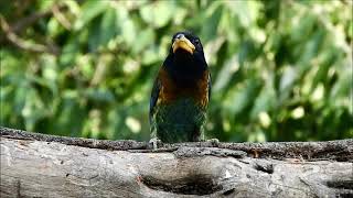 great barbet 1