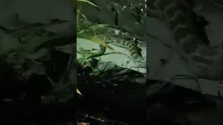 Encountering a Python at night #shorts #snakes #python