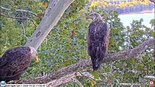 USS Bald Eagle Cam 1 & 2 on 10-2-24 @ 13:01 Irv follows 24V1 to nest. She  has a fish