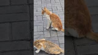 Cat fish eating 😋 🐈🦈|#uncledrivervlogs #cat #fish #manipur