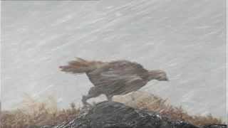 The Famous Grouse Advert - Perfectly Composed