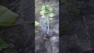 Павловния посадка (пересадка) 12 сентября 2023 г. #paulownia  #павловния  #pavlovniya #泡桐