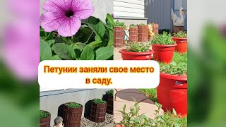 Петунии заняли свое место в саду/Владимирская область.