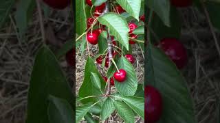 ENJOY A DAY AT CHERRY 🍒 AVENUE FARMS LINCOLN ONTARIO CANADA 🇨🇦