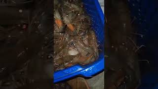 Ngerawe udang galah disungai khayan..