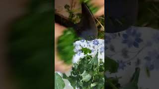 vegetables cutting skills #shortvideo #youtubeshorts #shorts