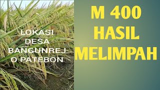 VARIETAS M 400 HASIL 12 TON PER HEKTAR