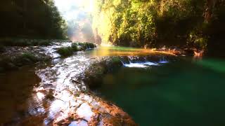 Calming Forest River. Relaxing Nature Sounds. White Noise for Sleeping.