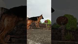 German shepherd dog barking #viral #trending #music #youtubeshorts #shorts #short #dogshorts