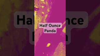 Half Ounce Panda: A Sonic Adventure Awakes- E.J. Parker Bass Guitar #funk#bassguitar #originalmusic