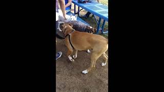 German Shorthaired Pointer Annoyed at dog park!!!