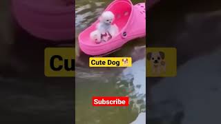 Cute Dog 🐕🐕 #shorts #animals #reels #youtubeshorts #ytshorts