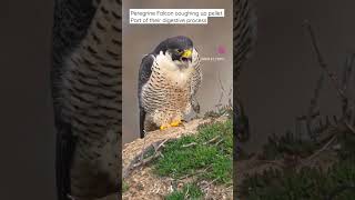 Peregrine Falcon (For licensing or usage, contact licensing@viralhog.com)