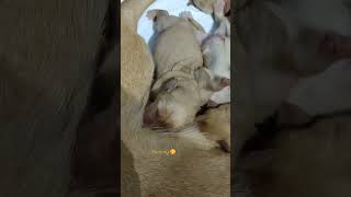 Feeding battle Labrador puppies