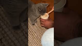 How to feed your British Shorthair her favourite Milkshake 🥤#kitten #cute #britishshorthair #funny