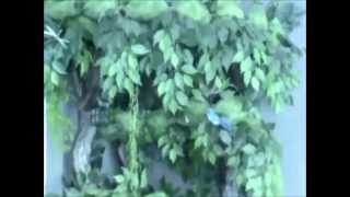 Hidden Hollow Cat Trees by A Fantasy Forest.wmv