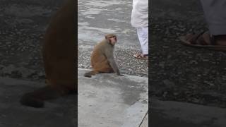 monkey सस्ते nashe 😂🤣😂 | #shorts #ytshorts