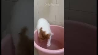 Funny animals 2023😆 - Funniest Cats Video🐈 2  #shorts  #catsoftiktok   #cats