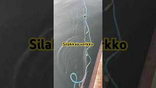 #herring #fishing #fiske #viralvideo #isda #kalastus #fypシ #viralvideo #fy #fyp #viralshorts #fyp