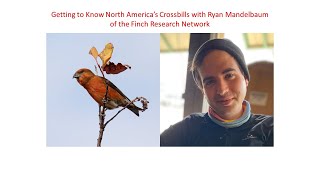 Get to Know Eastern North America's Crossbills with Ryan Mandelbaum | 27 Feb 2023