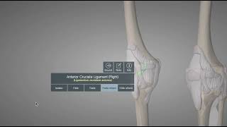 Anterior Cruciate Ligament - Anatomy