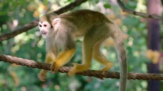 Squirrel Monkeys Monkeying Around at Phoenix Zoo