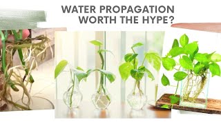 Water propagation fails | Know the best #plant #propagation method..